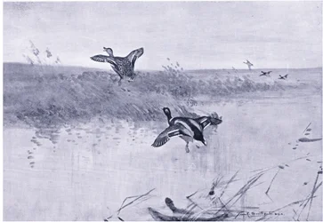 Anatra in volo
